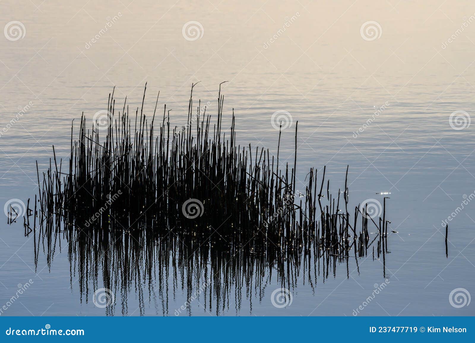 graphic abstract with aquatic reeds growing in a wet marshland on a winter day, as a nature background