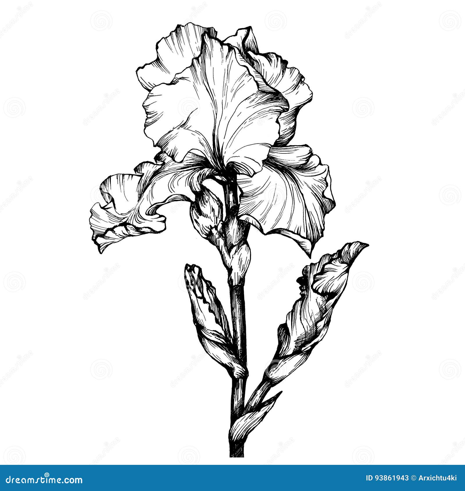 Download Graphic The Branch Flower Iris. Coloring Book Page Doodle ...