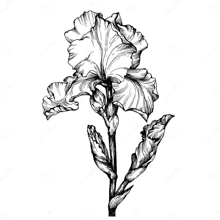 Graphic the Branch Flower Iris. Coloring Book Page Doodle for Adult and ...