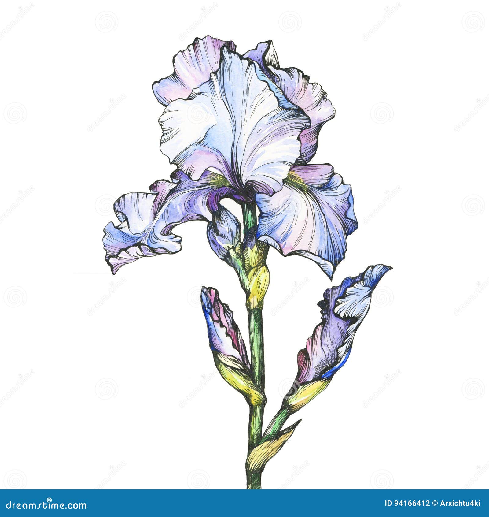 Graphic the Branch Flowering Light Blue Iris with Bud. Black and ...