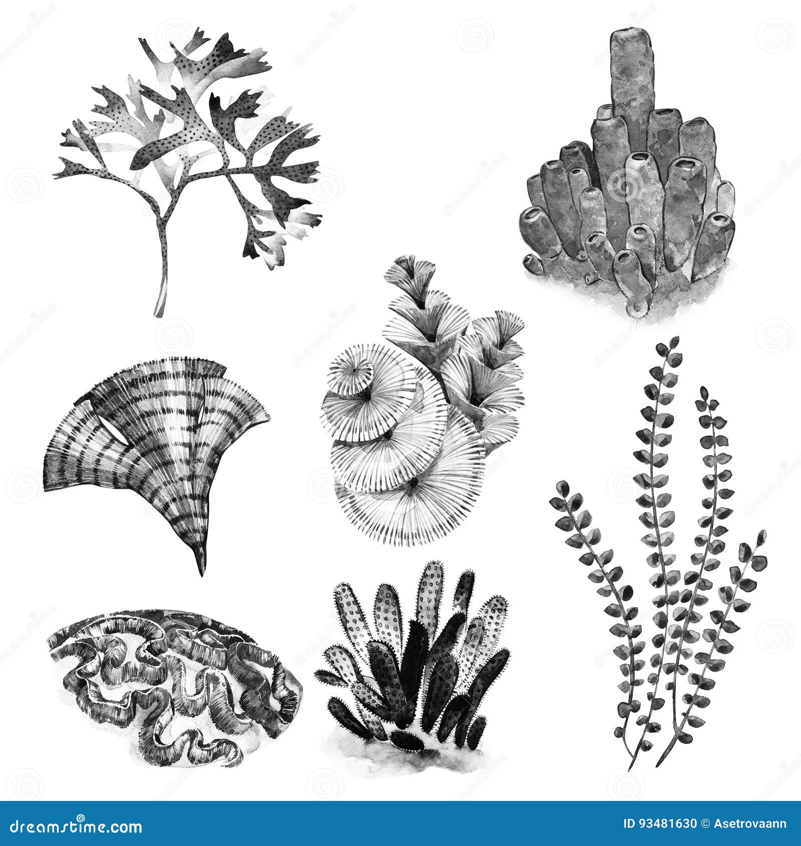 Graphic Coral Set. Aquarium Concept for Tattoo Art or T-shirt Design Isolated on White Background. Stock Illustration - Illustration of plant, nature: 93481630 Graphic Coral Set. Aquarium Concept for Tattoo Art or T-shirt Design Isolated on White Background. Stock Illustration - Illustration of plant, nature: 93481630