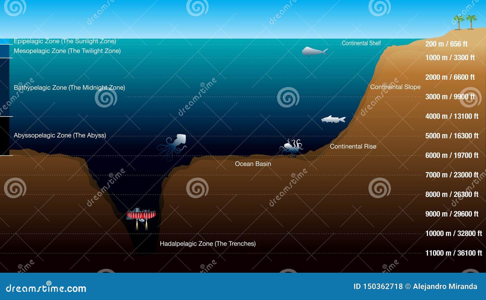 Quantos Porcento Do Oceano Foi Explorado - EDULEARN