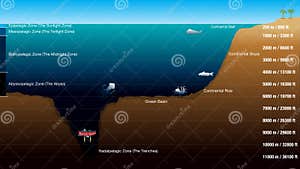 Octopus In The Depth Royalty Free Stock Photo CartoonDealer 50265645