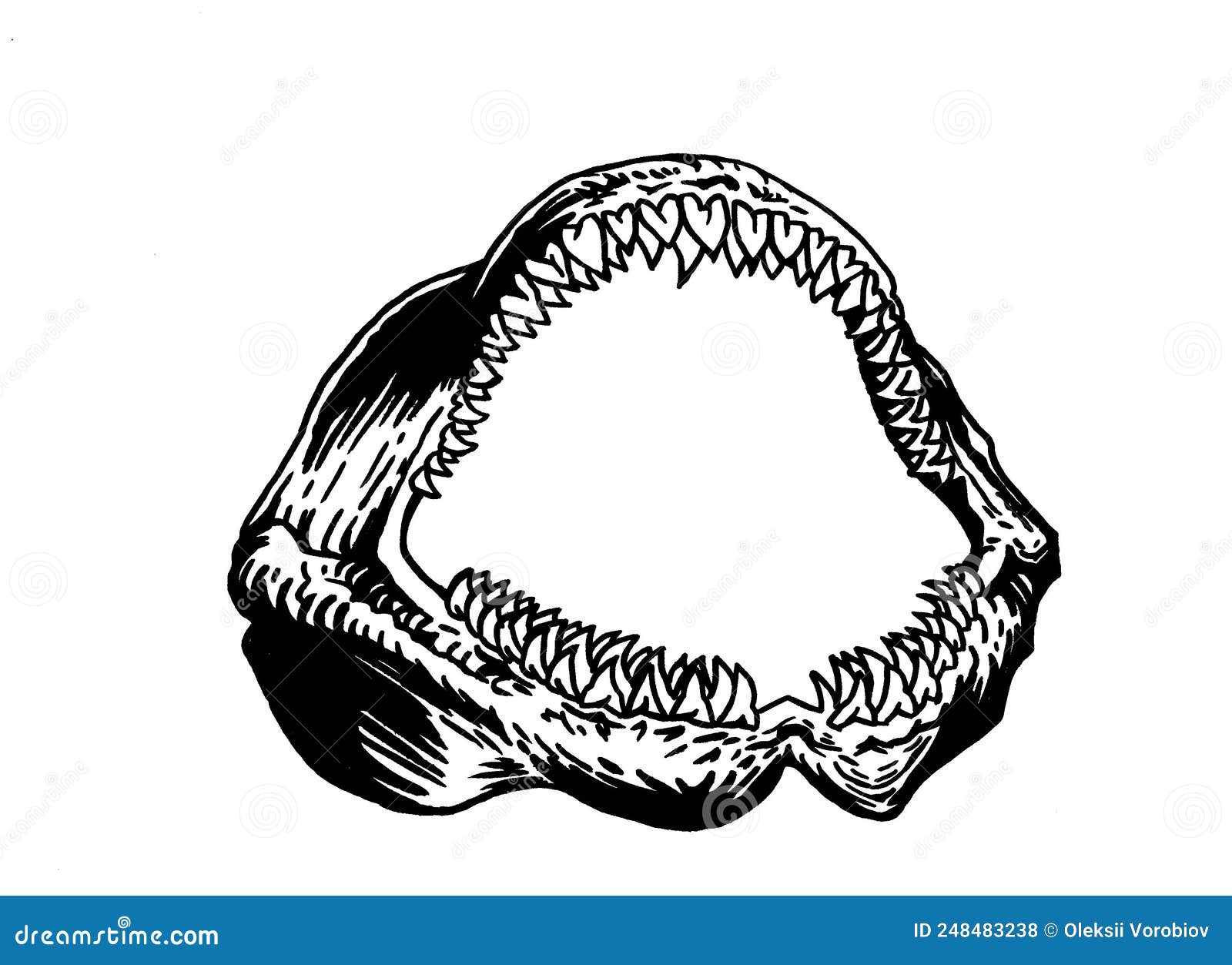 Graphical Jaw of Shark Isolated on White, Megalodon Jaw Element.Vector