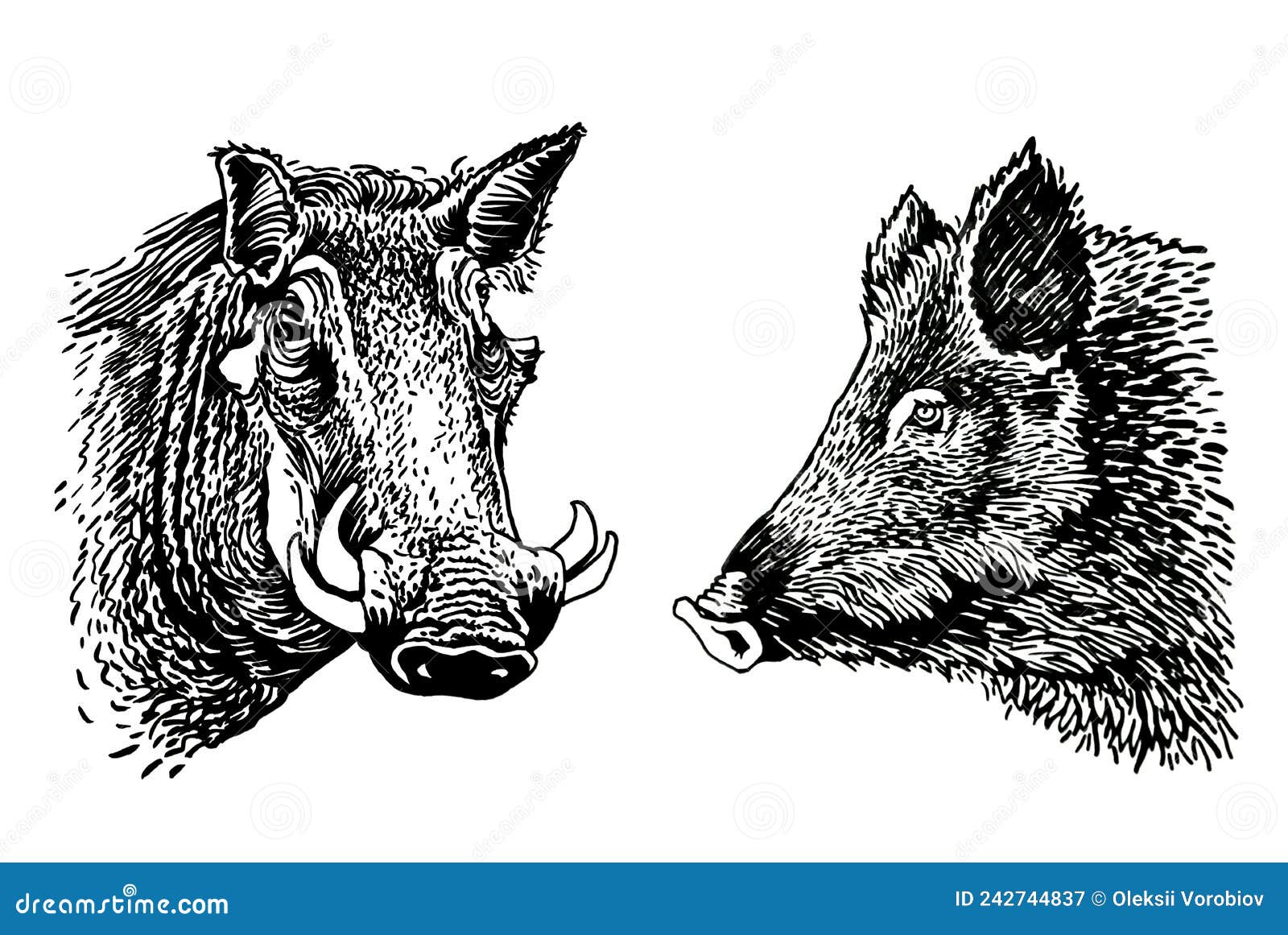 Wild Hogs Newskool Tattoo Set. Set Of Labels And Elements. Vector Set