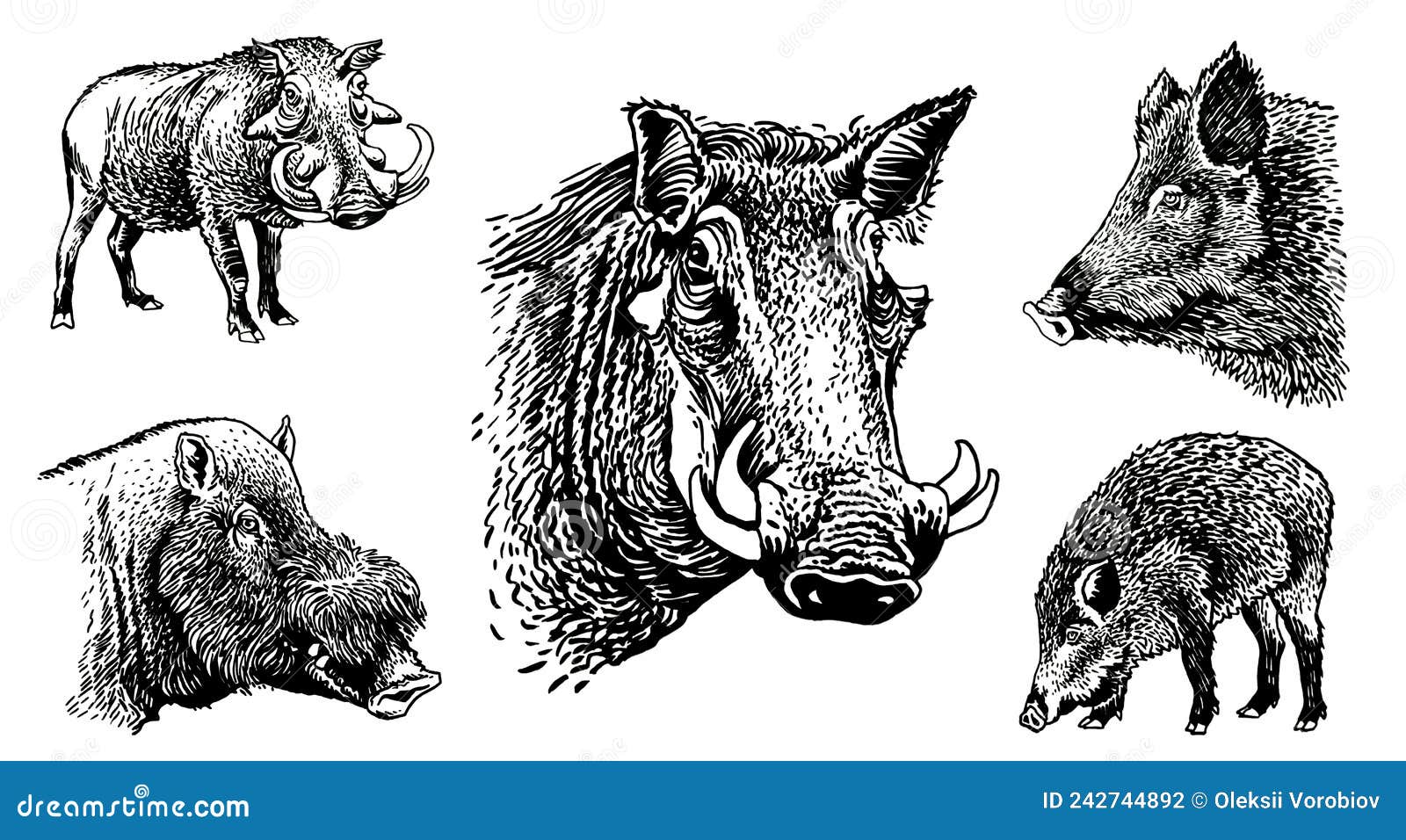 Wild Hogs Newskool Tattoo Set. Set Of Labels And Elements. Vector Set