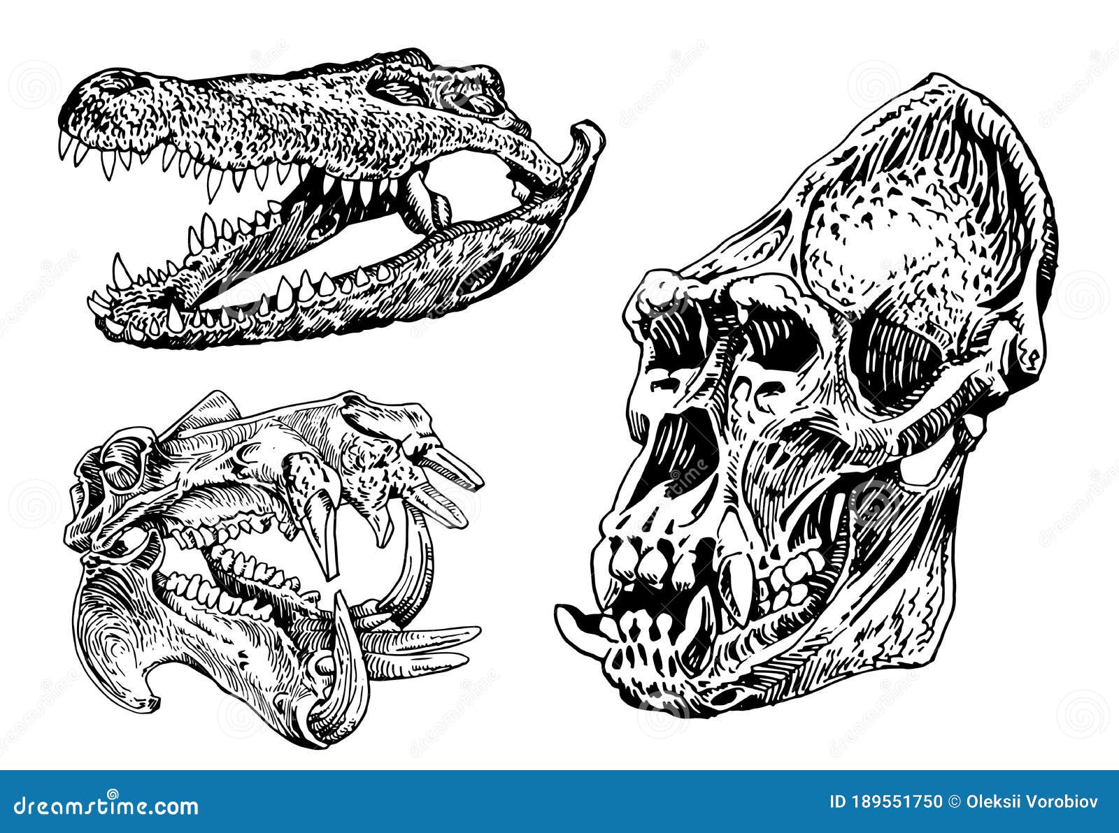 Pin Alligator Skull Drawing Giant By on Pinterest  Skull tattoo Animal skull  tattoos Skull tattoo design