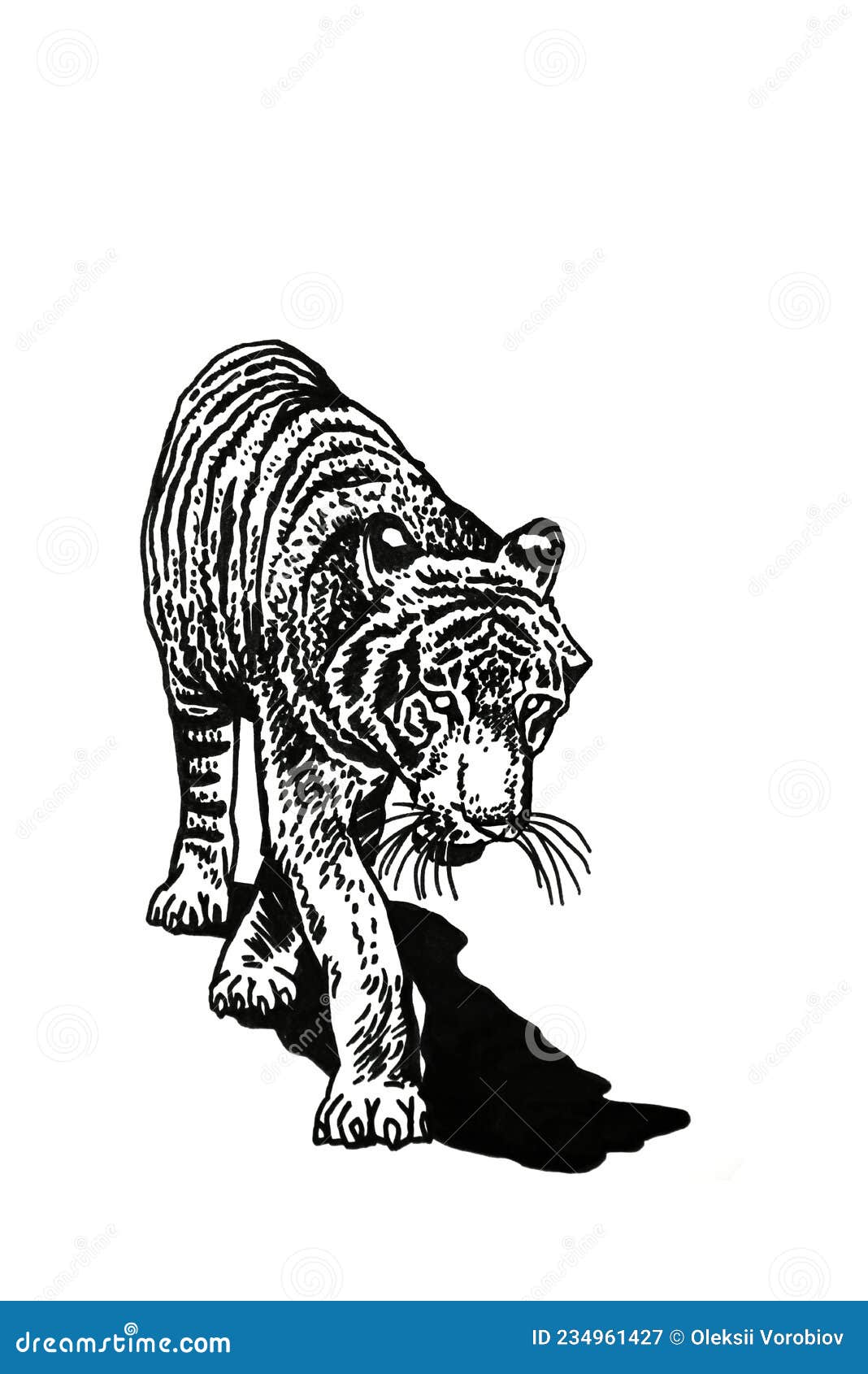 Graphical Vector Tiger Isolated on White , Stripy Skin Design Stock ...