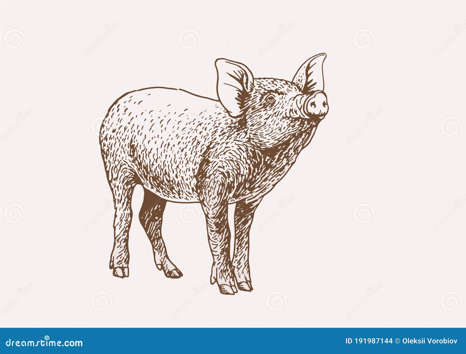 Graphical Vintage Illustration of Pig, Sepia Background,vector Stock