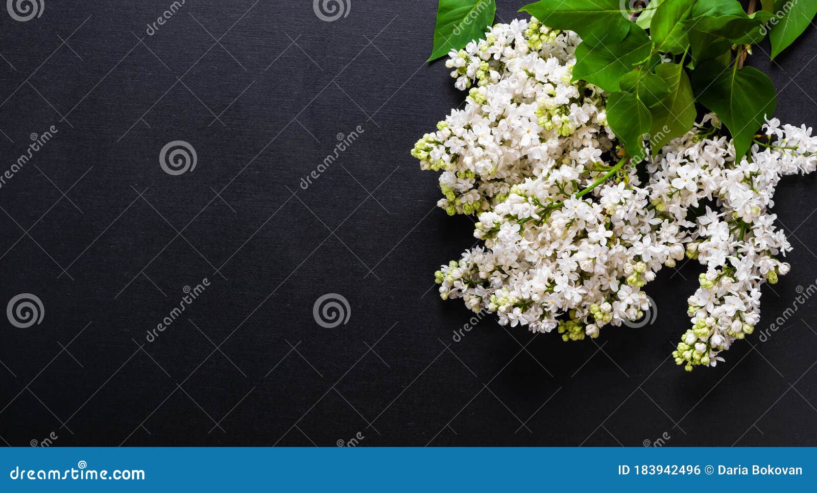 graphite background with white lilac