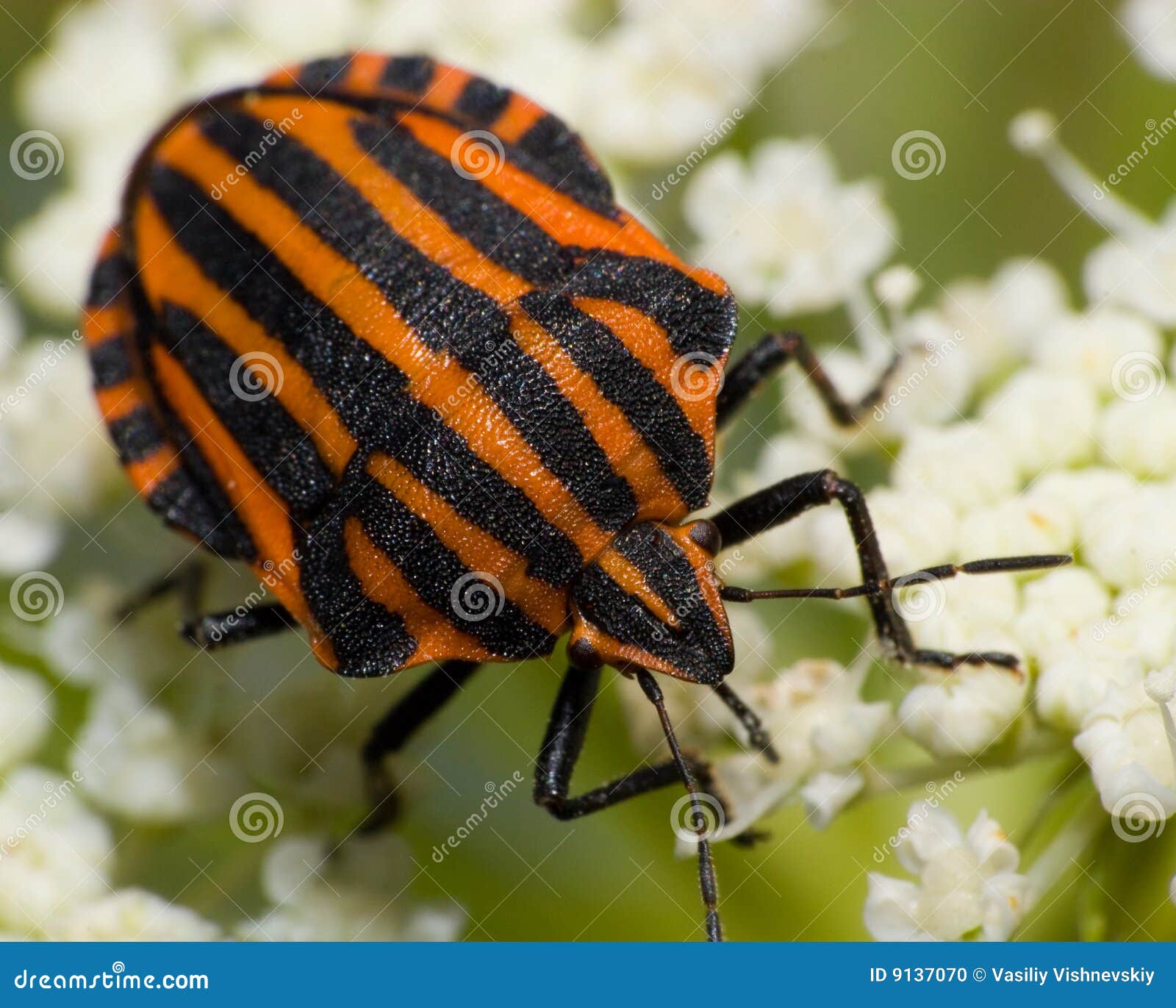 List 34+ Pictures red bug with black and white stripes Excellent List 34+ Pictures red bug with black and white stripes Excellent