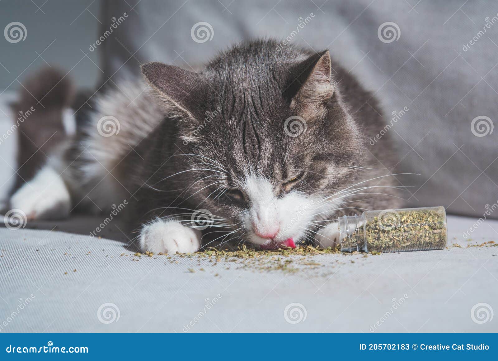 honderd Gentleman vriendelijk Normaal Grappig Kattenkruid Dat Van Gedroogd Kattenvoer of Kattenvlees Geniet. Kruiden Voor Katten Stock Afbeelding - Image of verward, speels: 205702183 honderd Gentleman vriendelijk Normaal Grappig Kattenkruid Dat Van Gedroogd Kattenvoer of Kattenvlees Geniet. Kruiden Voor Katten Stock Afbeelding - Image of verward, speels: 205702183