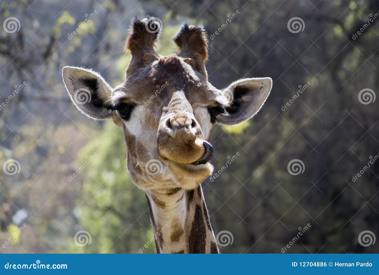 Grappige Giraf Stock Foto Afbeelding Bestaande Uit Oren