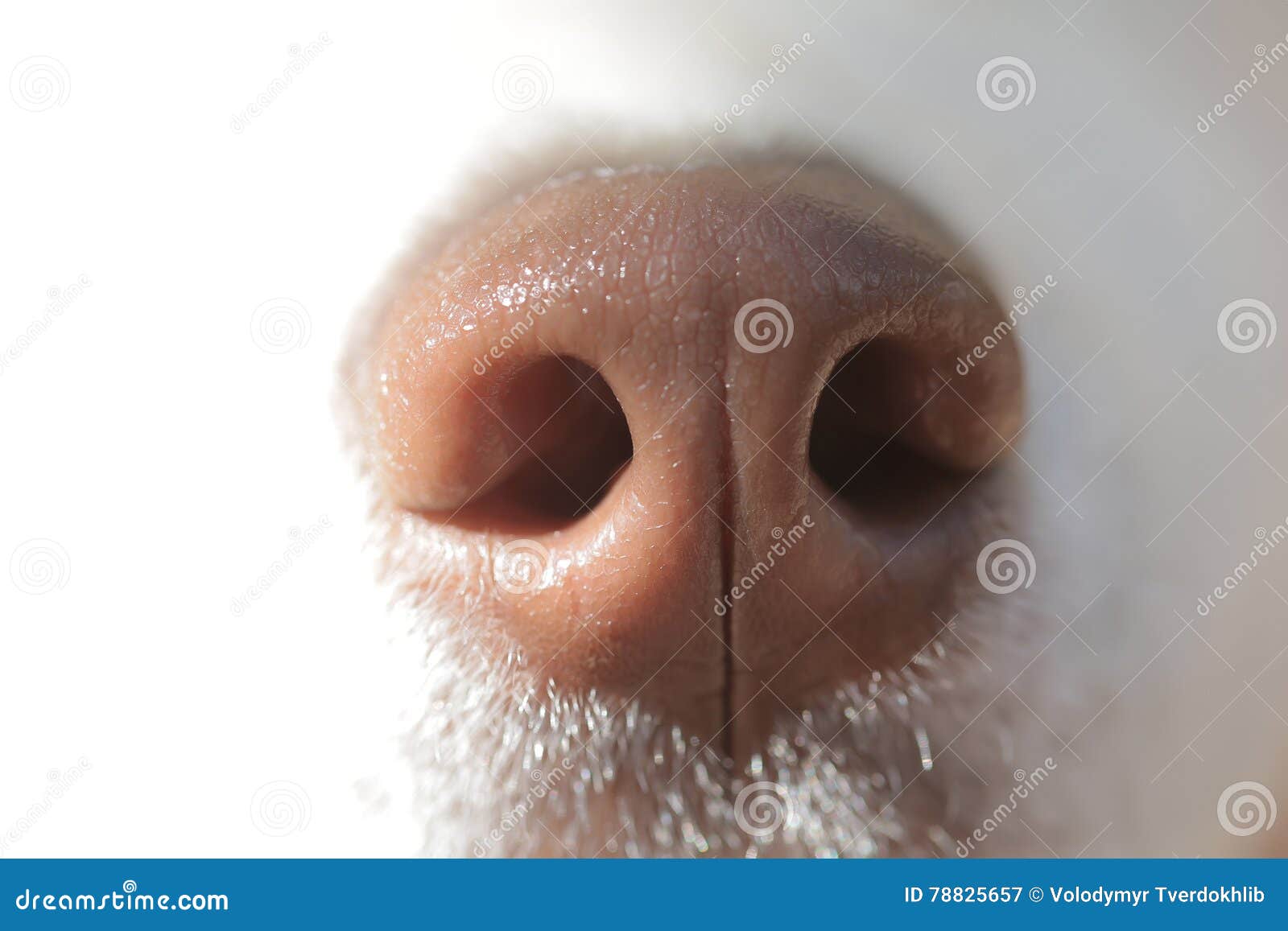 Grappige Hondenneus Stock Afbeelding Afbeelding Bestaande Uit Honden 78825657