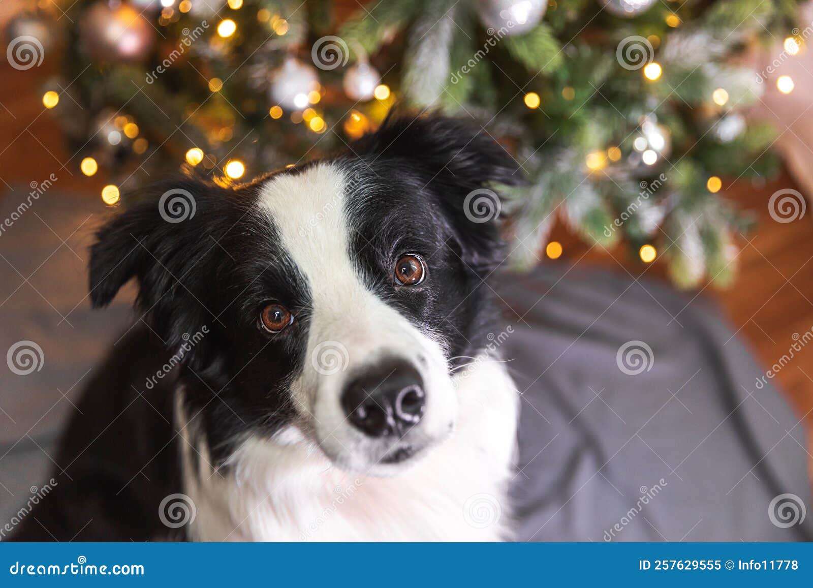 Grappige Knappe Puppy Dog Grenspoel Bij Kerstboom Thuis. Hond En