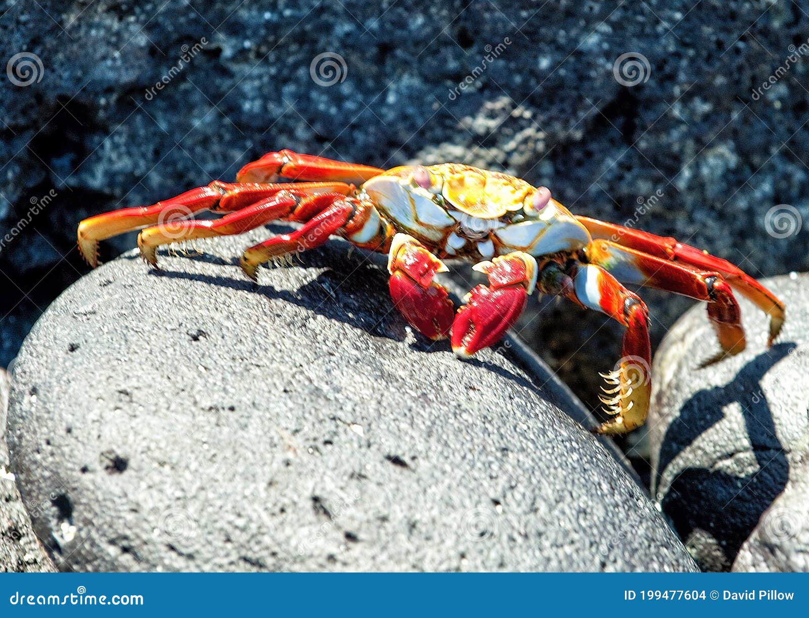 grapsus grapsus on a rock on santa fe island in the galapagos, ecuador.