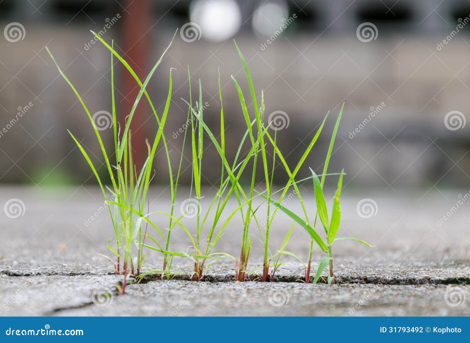  Gras  Het Groeien Door Barst In Beton  Stock Foto 