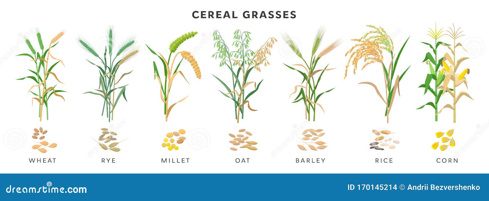 Grasas De Cereales Gran Colección De Plantas Y Semillas, Dibujos Botánicos  De Diseño Plano Aislados Sobre Fondo Blanco Ilustración del Vector -  Ilustración de maduro, cosecha: 170145214