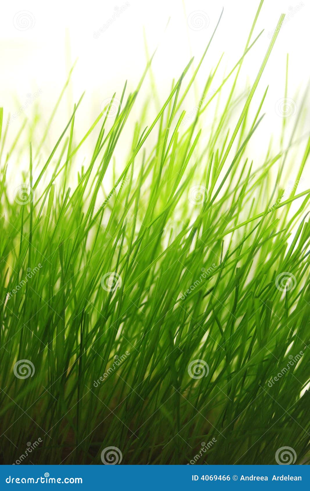 Grass stock photo. Image of condensation, vibrant, outdoors 4069466