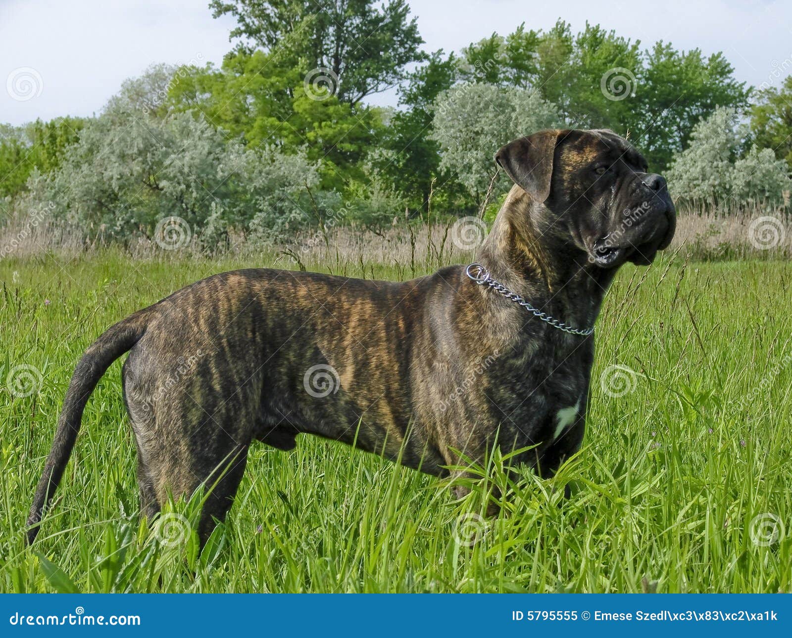 tiger striped bullmastiff