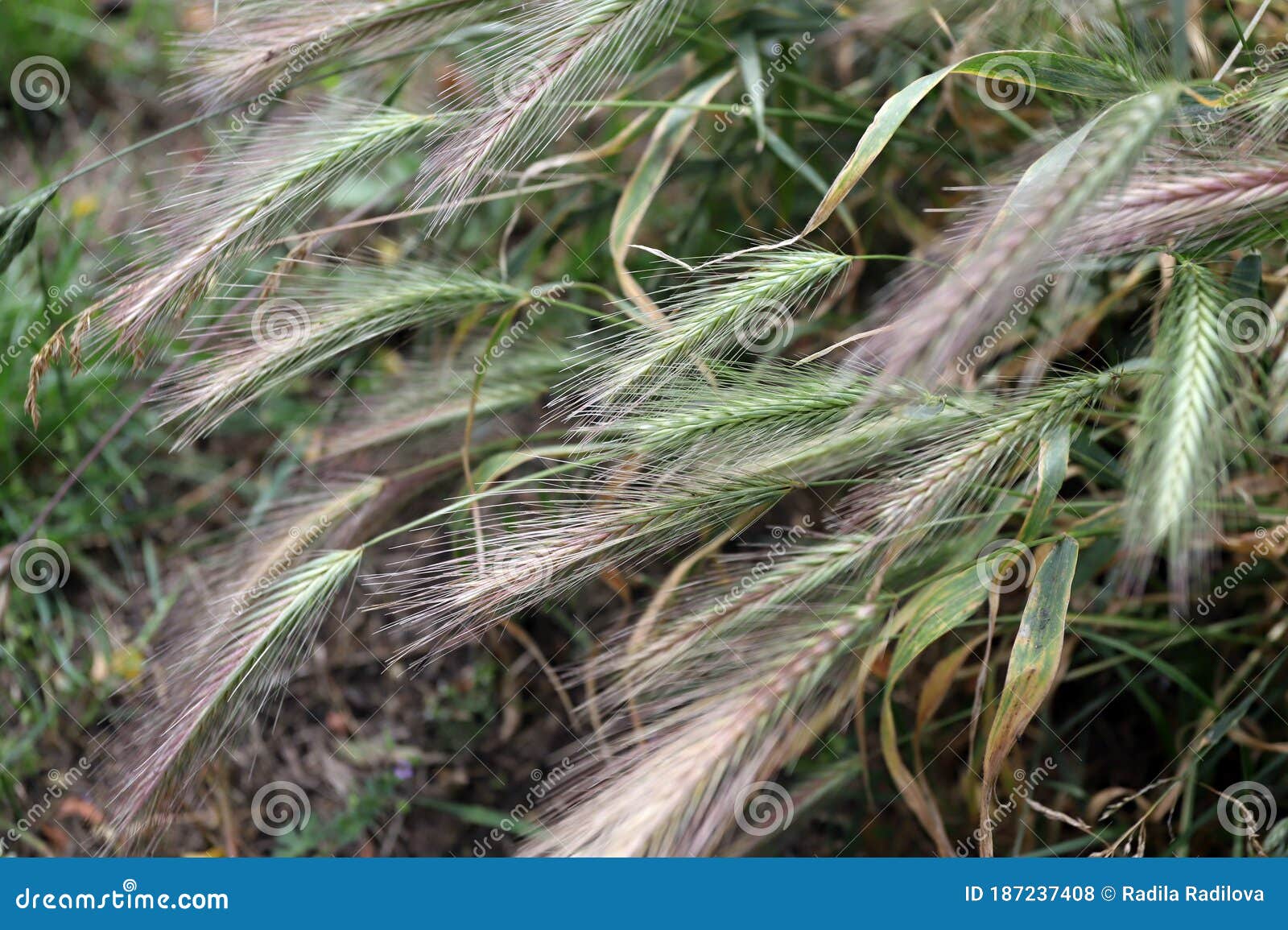 Grass Awns that Can Be Dangerous for Dogs. June Grass Ears Stock Photo Image of health, juicy