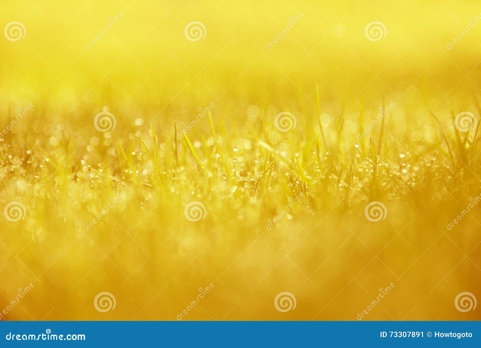 Grass Background : Abstract Natural Background Golden Grass with a