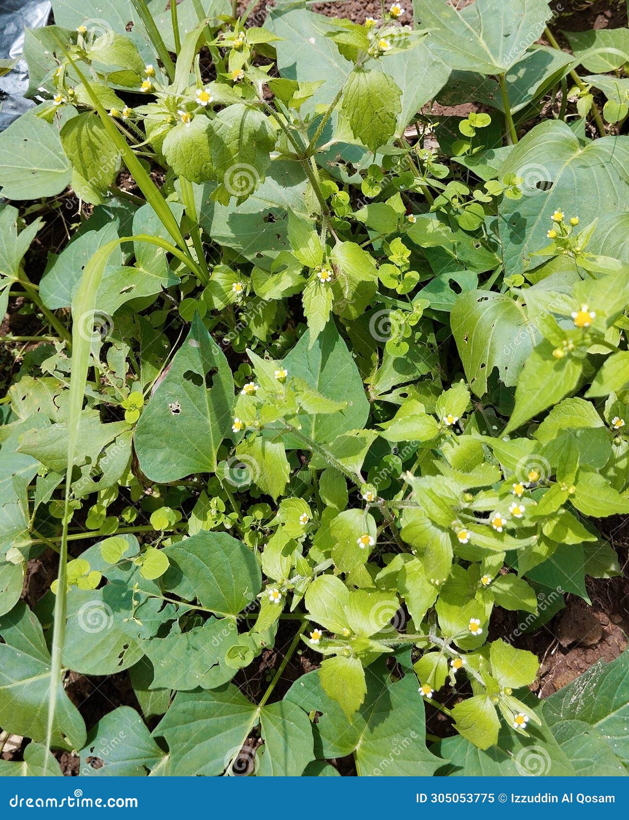 Grass and Bean Plants Grow Together? Stock Image Image of field