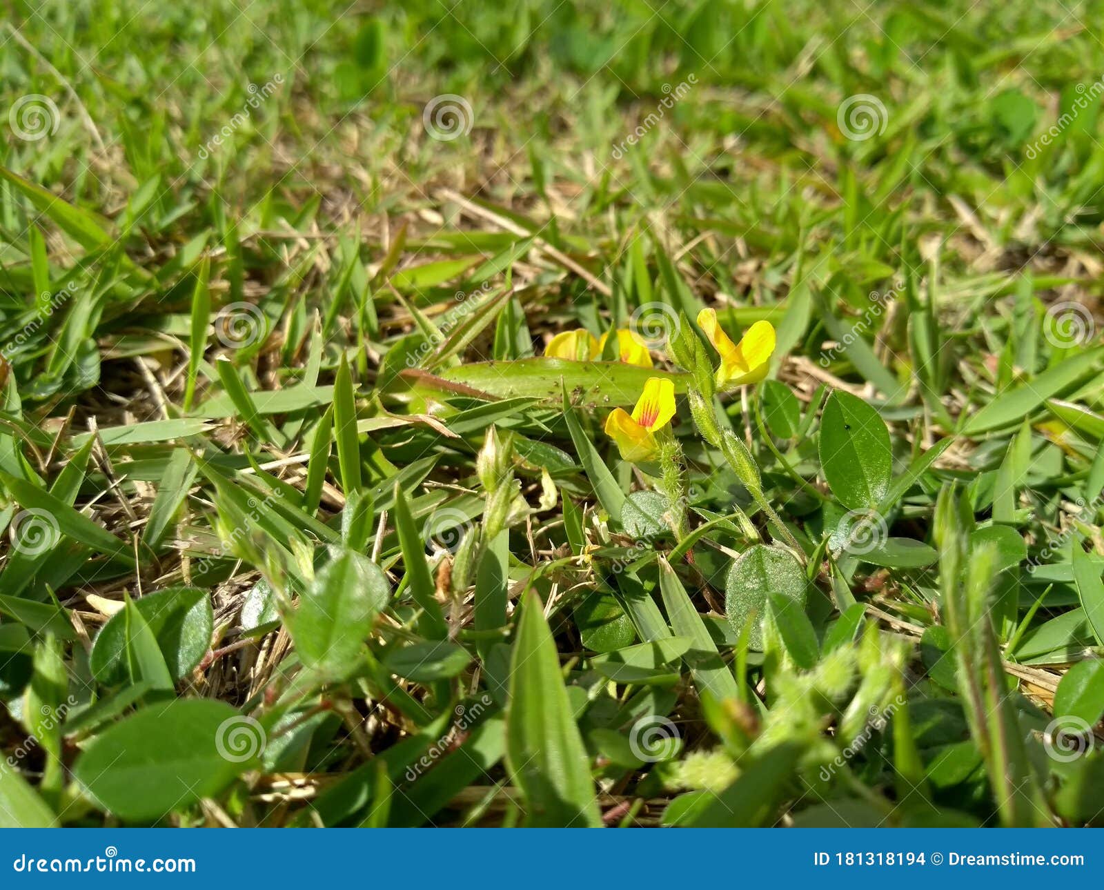 grass with beautiful yellow flower