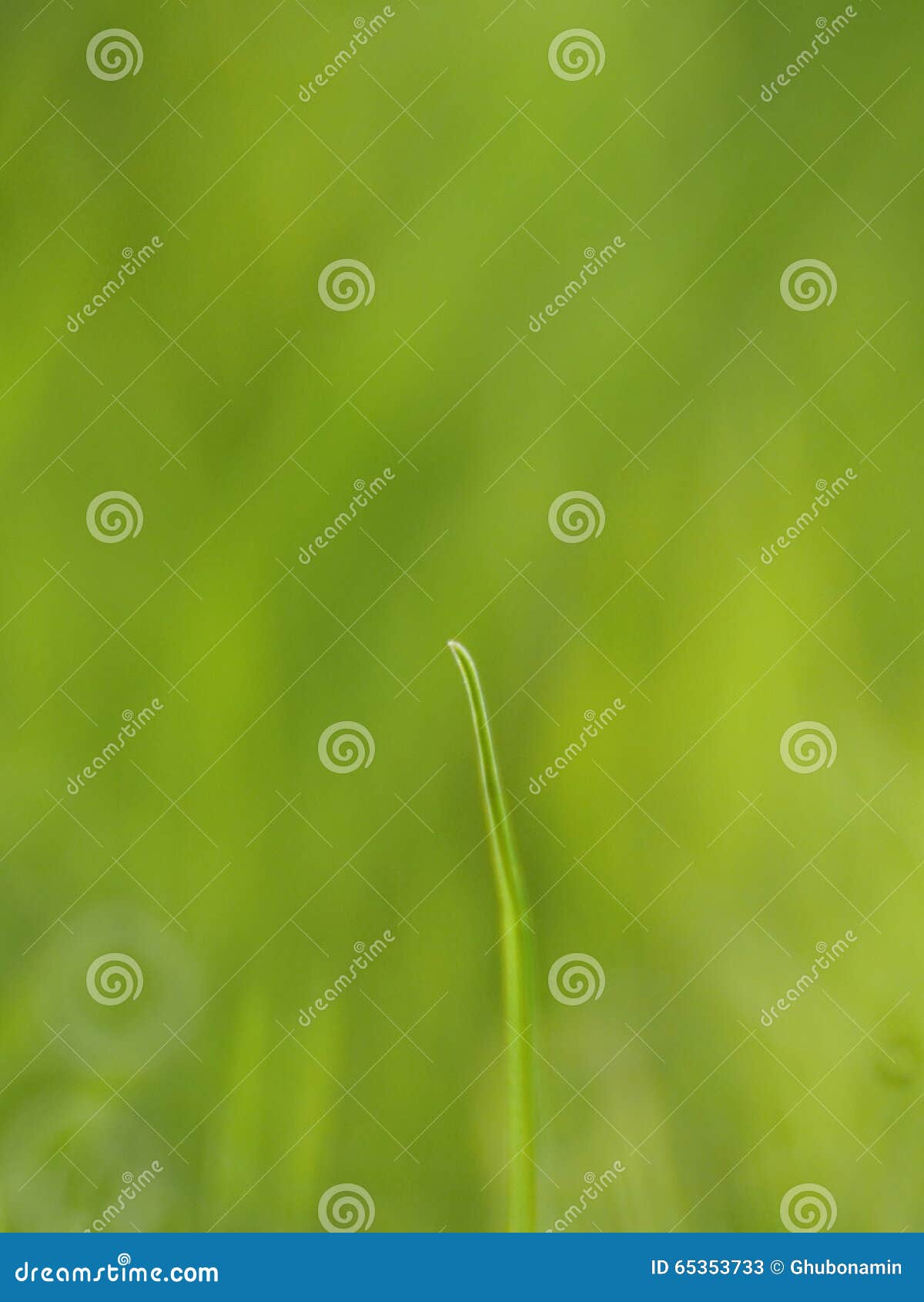 Grass blade stock image. Image of field, leaf, spring 65353733