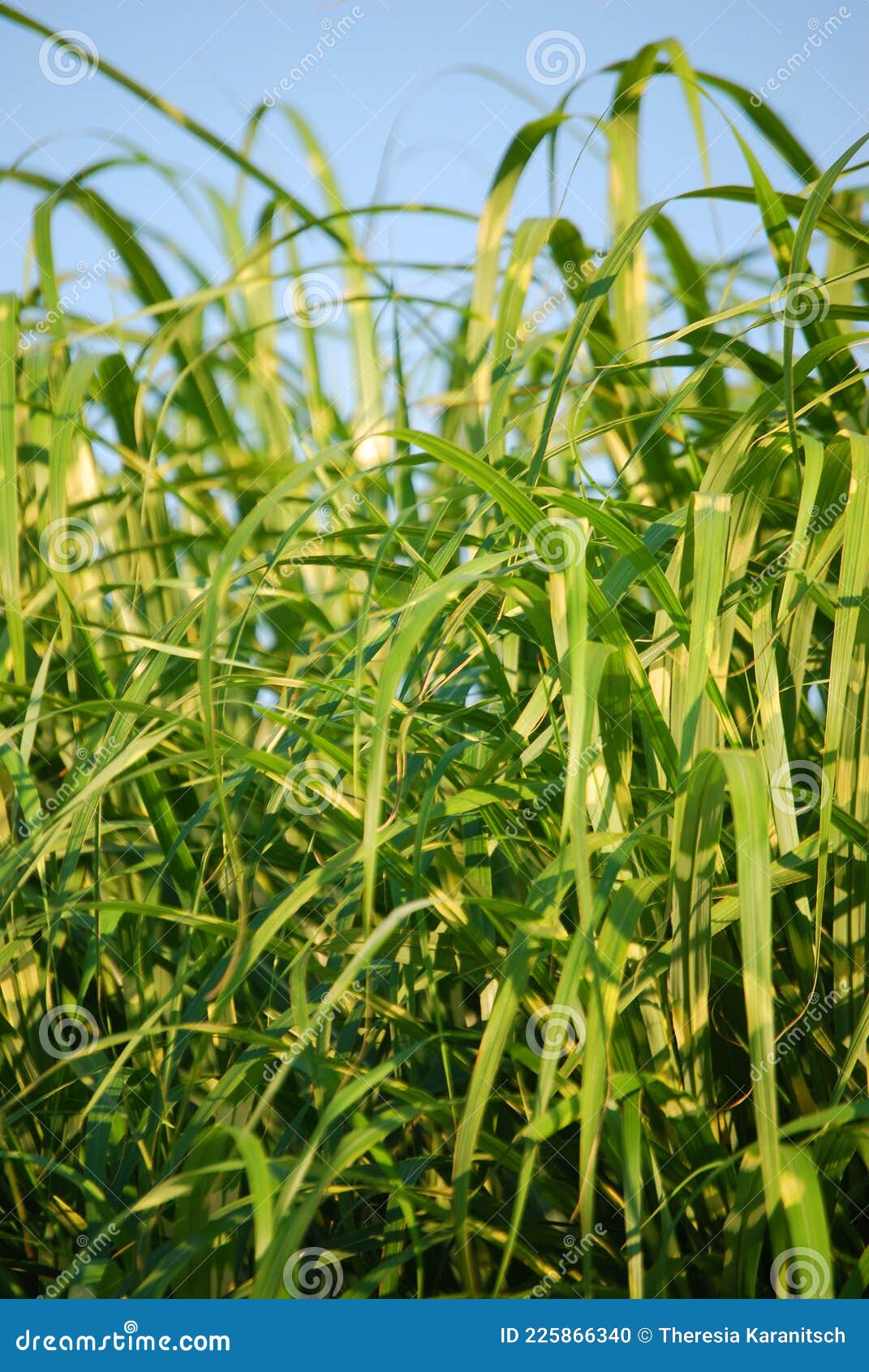 Grass blades stock photo. Image of blue, thicket, grasses 225866340