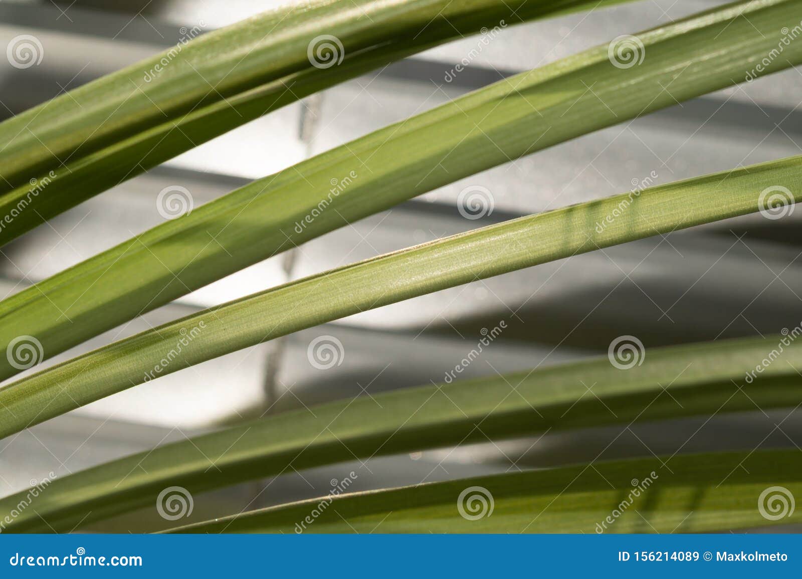 Grass Blades of a Home Plant Close Up Stock Image Image of grass
