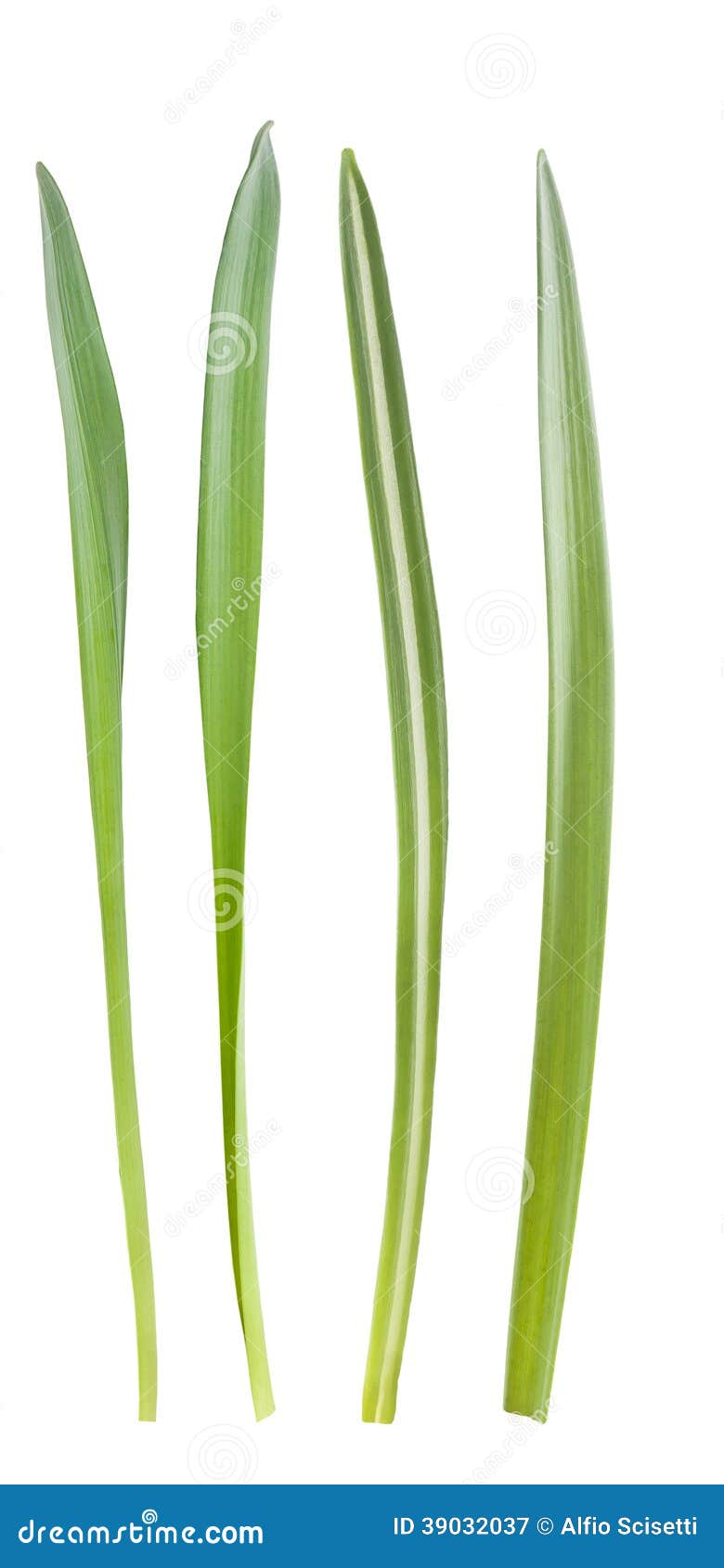 grass blades