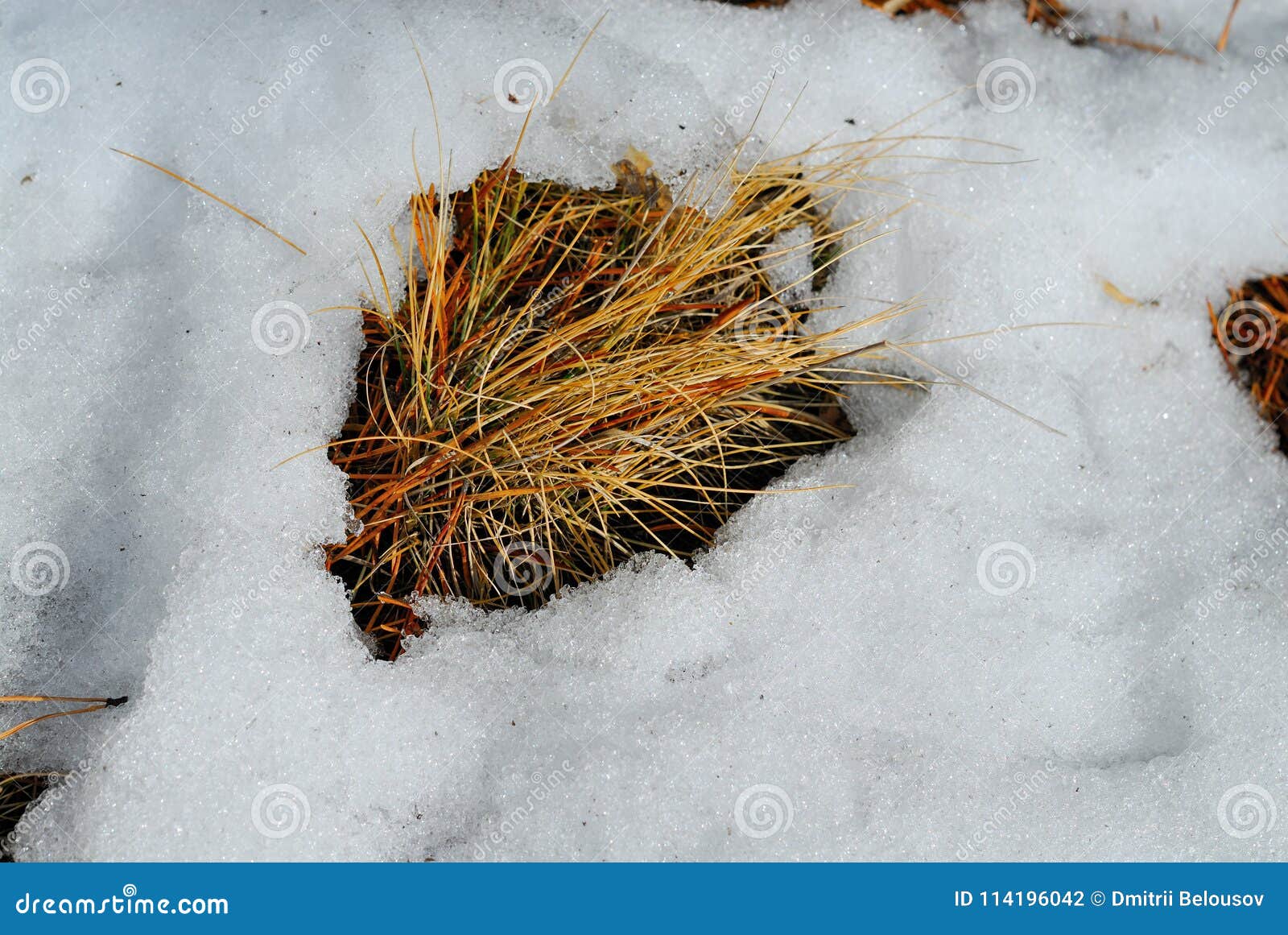 Grass Branches Turning Green in Spring, among the Snow Stock Photo