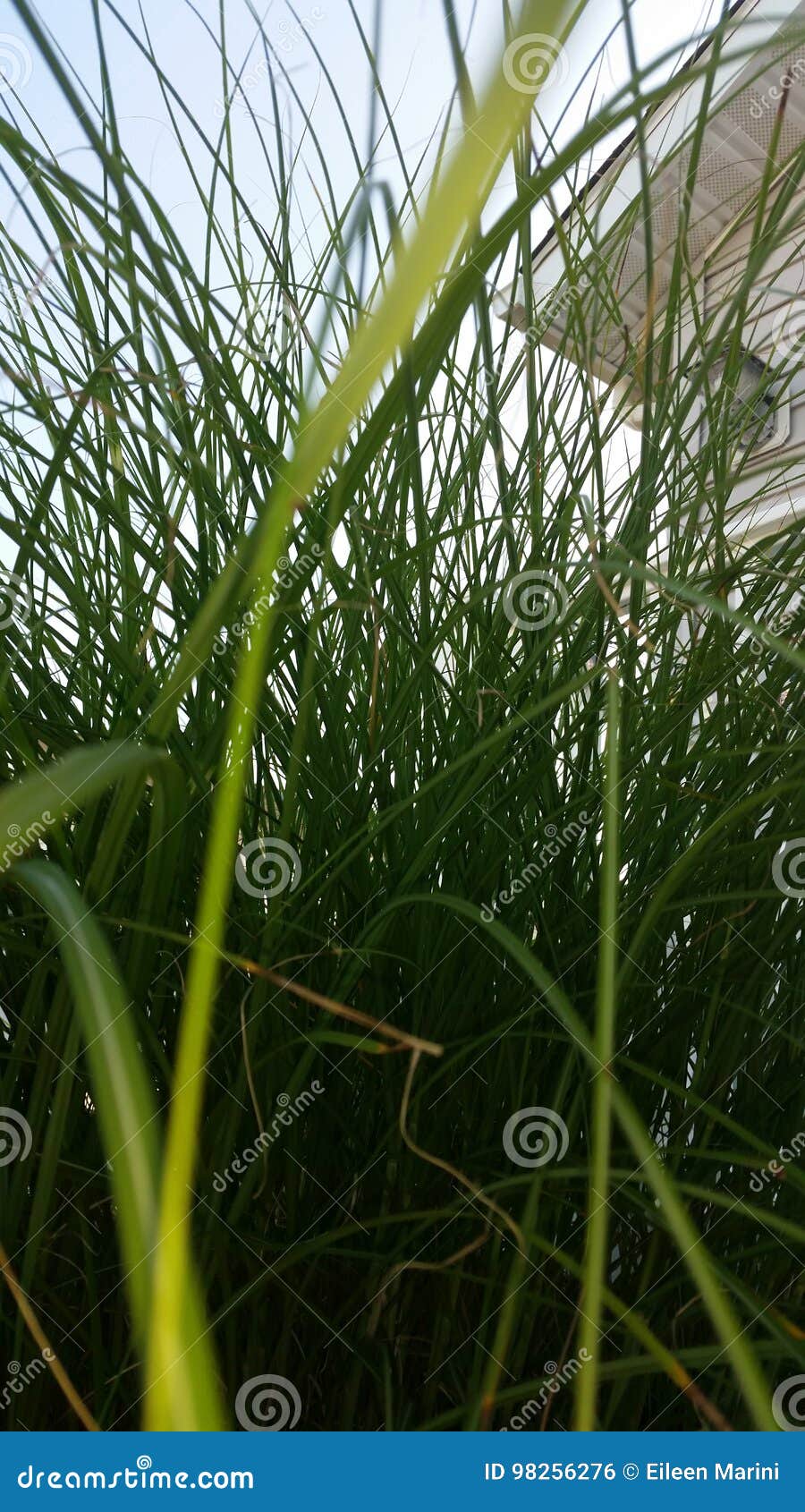 Grass stock photo. Image of grass, bugs, seagrass, pointofview 98256276