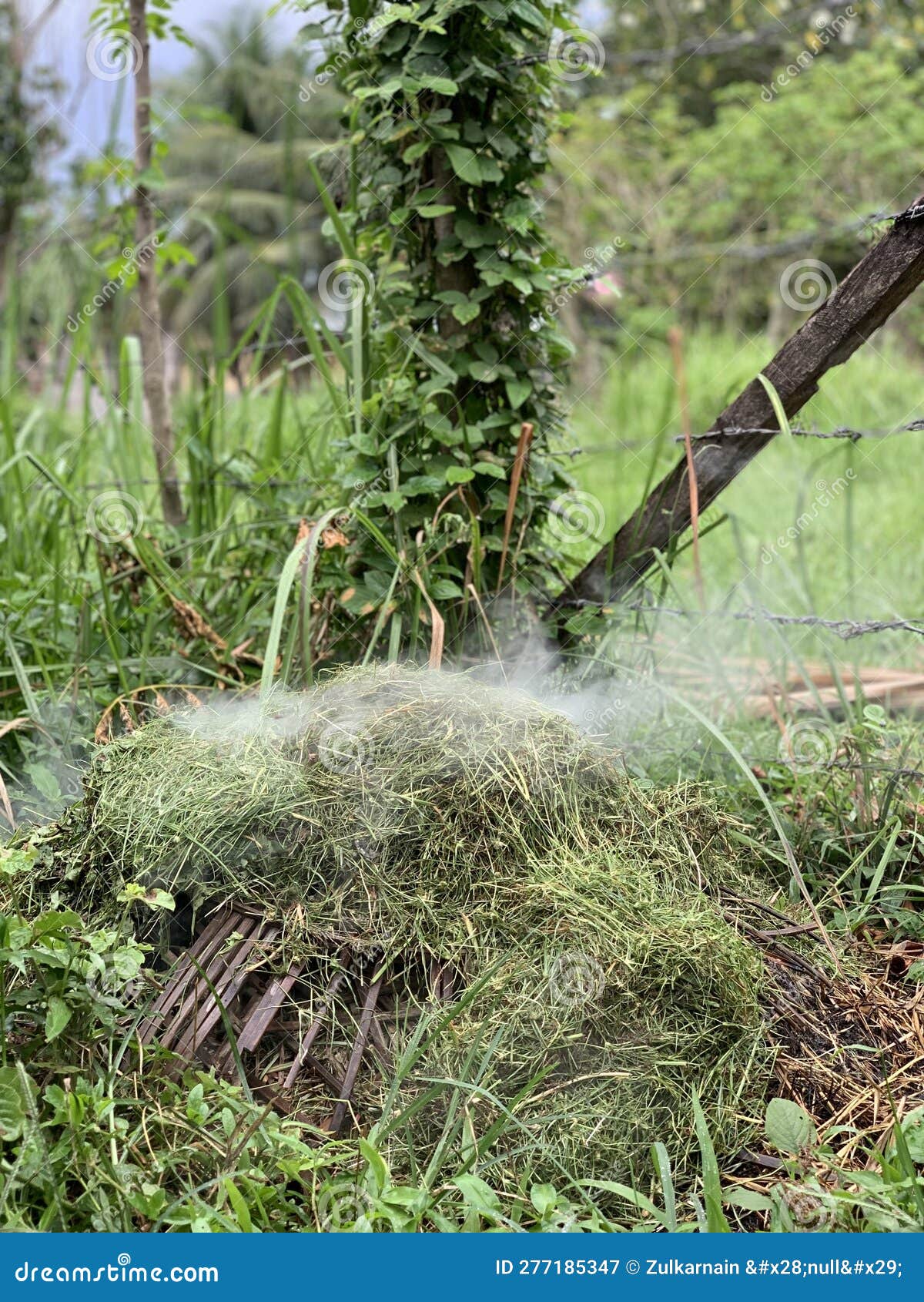 Grass burning stock image. Image of burned, produce 277185347