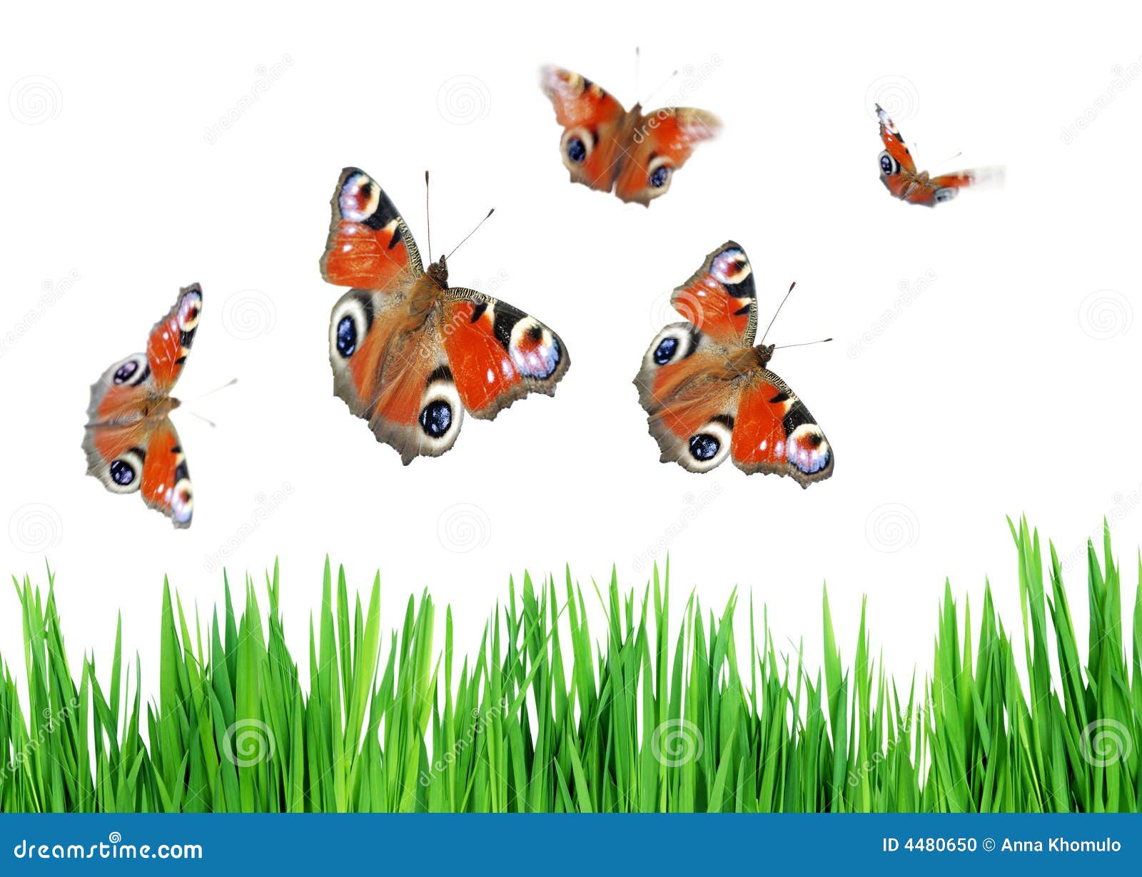 Grass and butterflies stock photo. Image of grass, insect 4480650