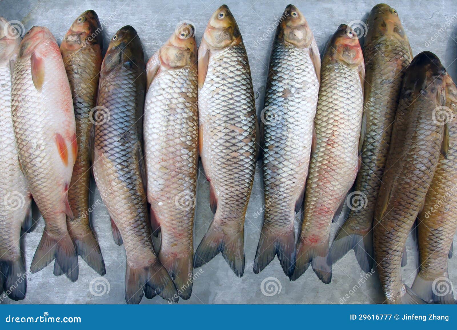 Grass carp stock image. Image of carp, eating, freshwater 29616777