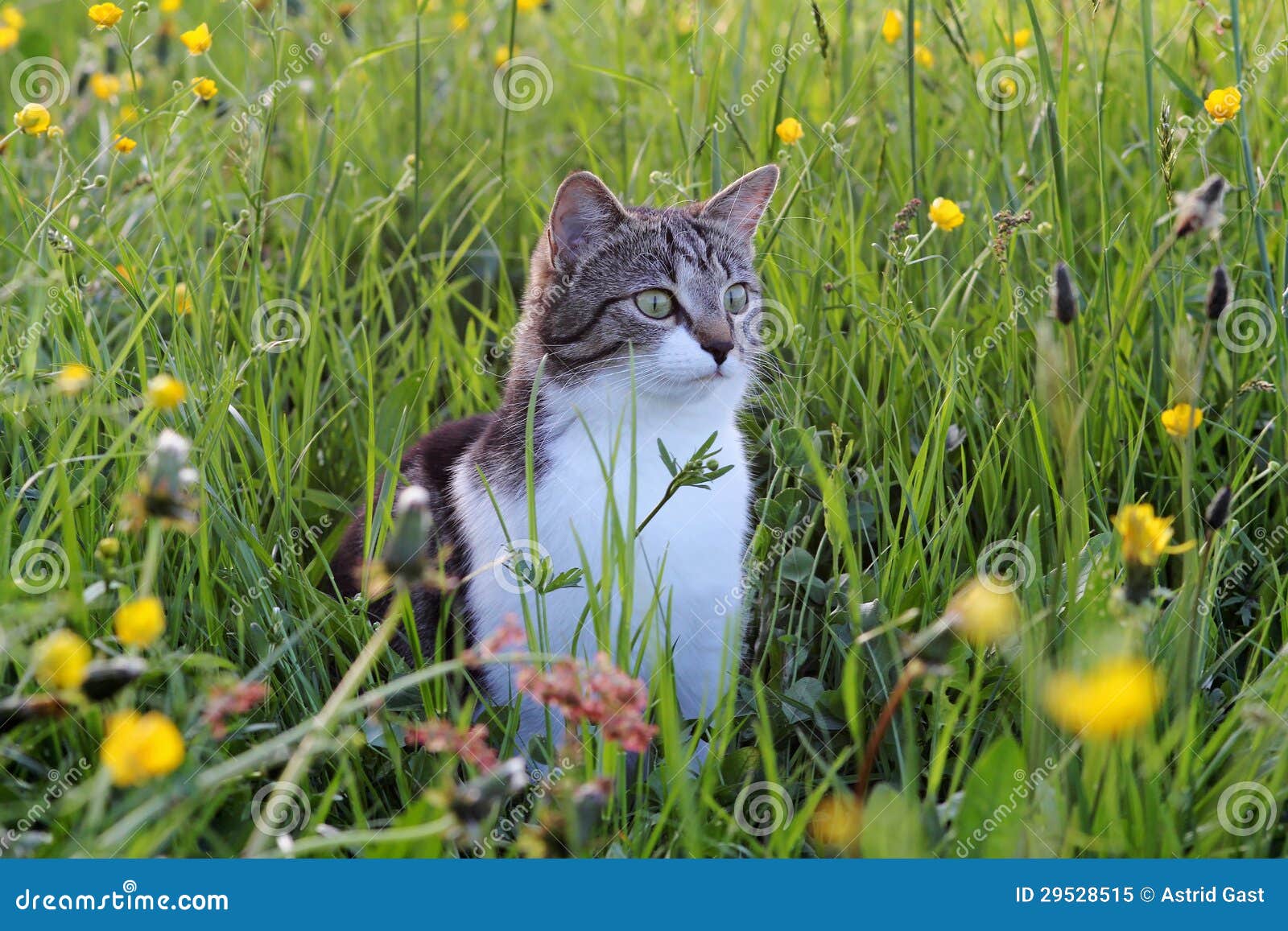 In the grass catching mice stock image. Image of hunter 29528515