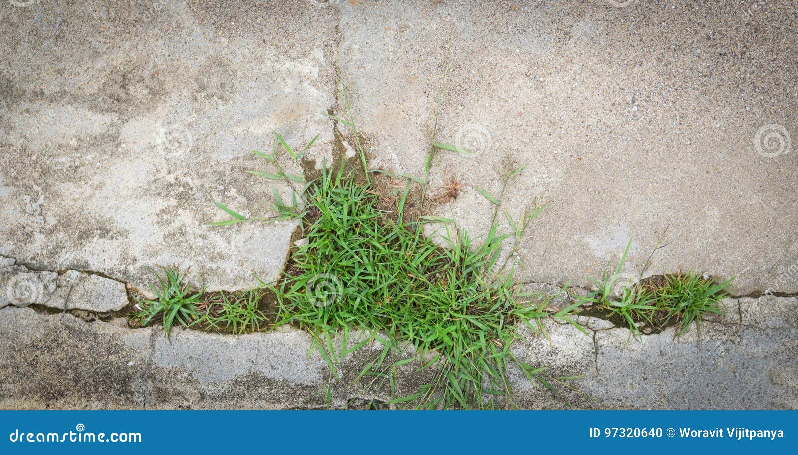 Grass on cement stock photo. Image of beautiful, path 97320640