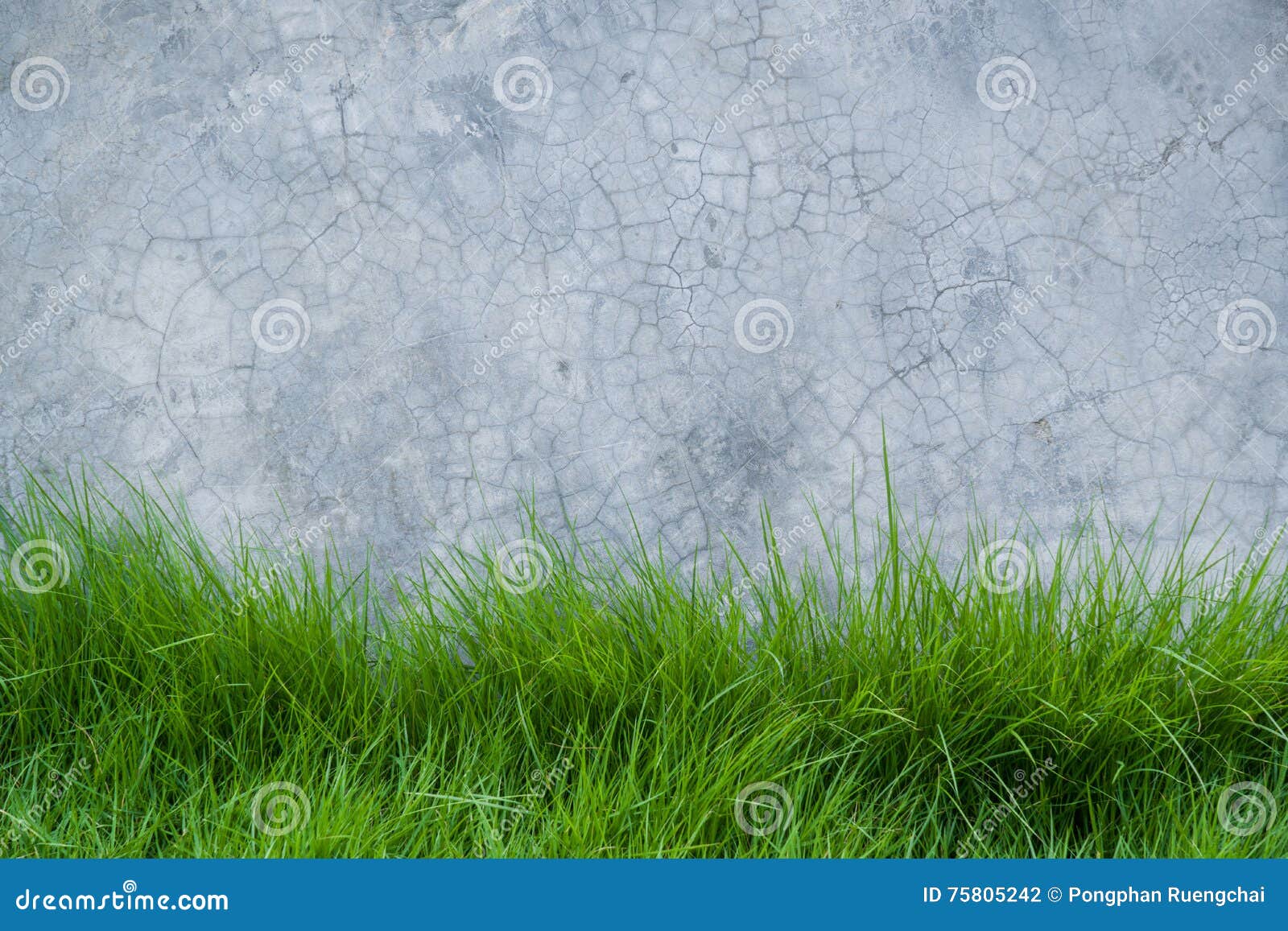 Grass on cement wall stock photo. Image of field, nature 75805242