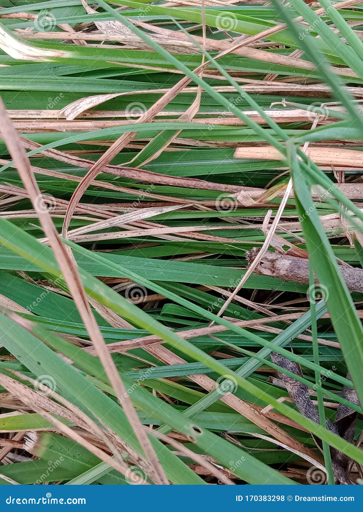 Grass Clumps that Have Been Cut Stock Photo Image of grass, clumps