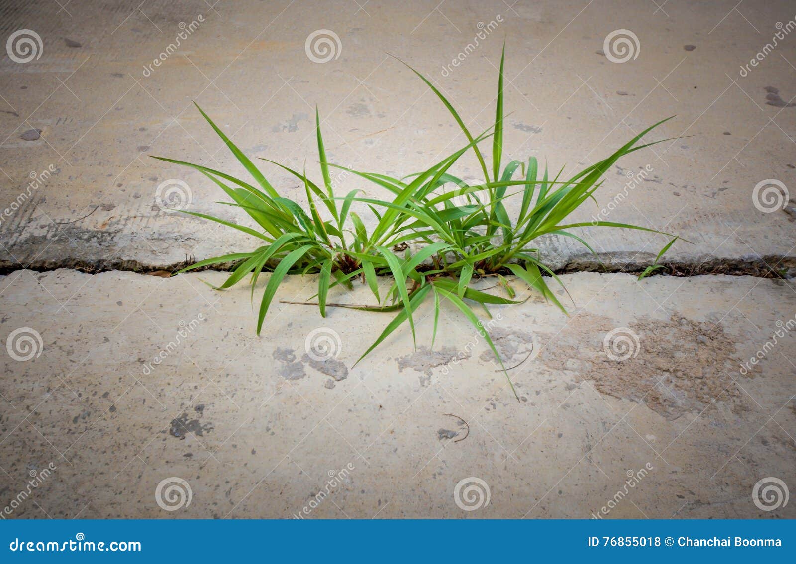 Grass on concrete stock photo. Image of plants, road 76855018