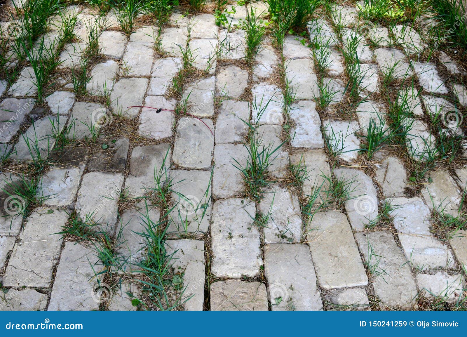 Grass between the Concrete Slab Stock Image Image of slab, concrete 150241259