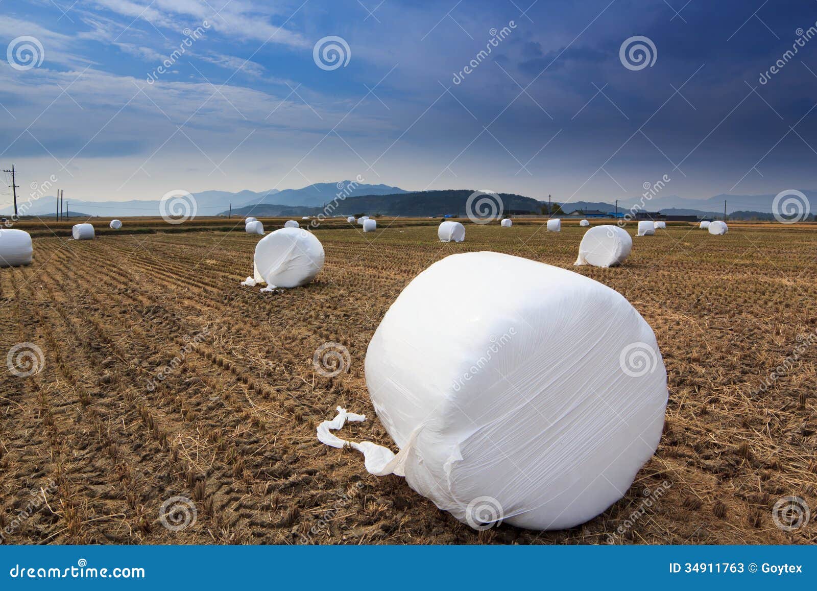 Grass with cover stock image. Image of grass, closeup 34911763