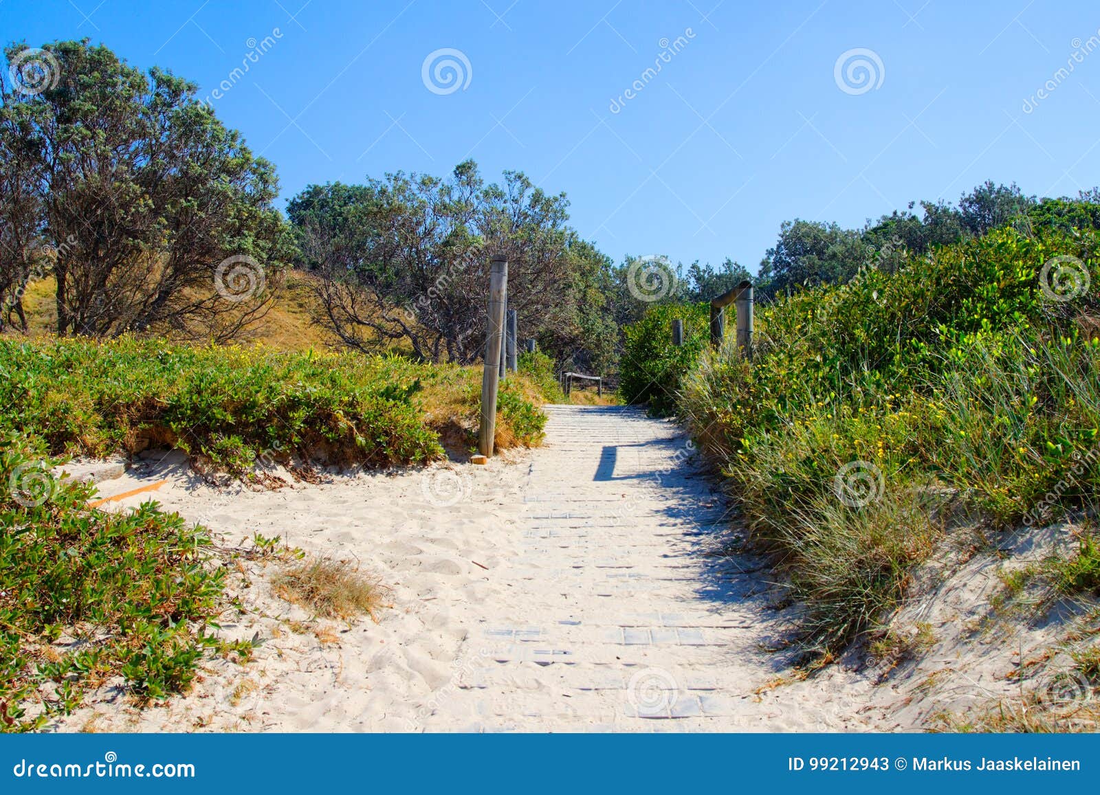 grass covered beach dune on seashore at valla beach australia