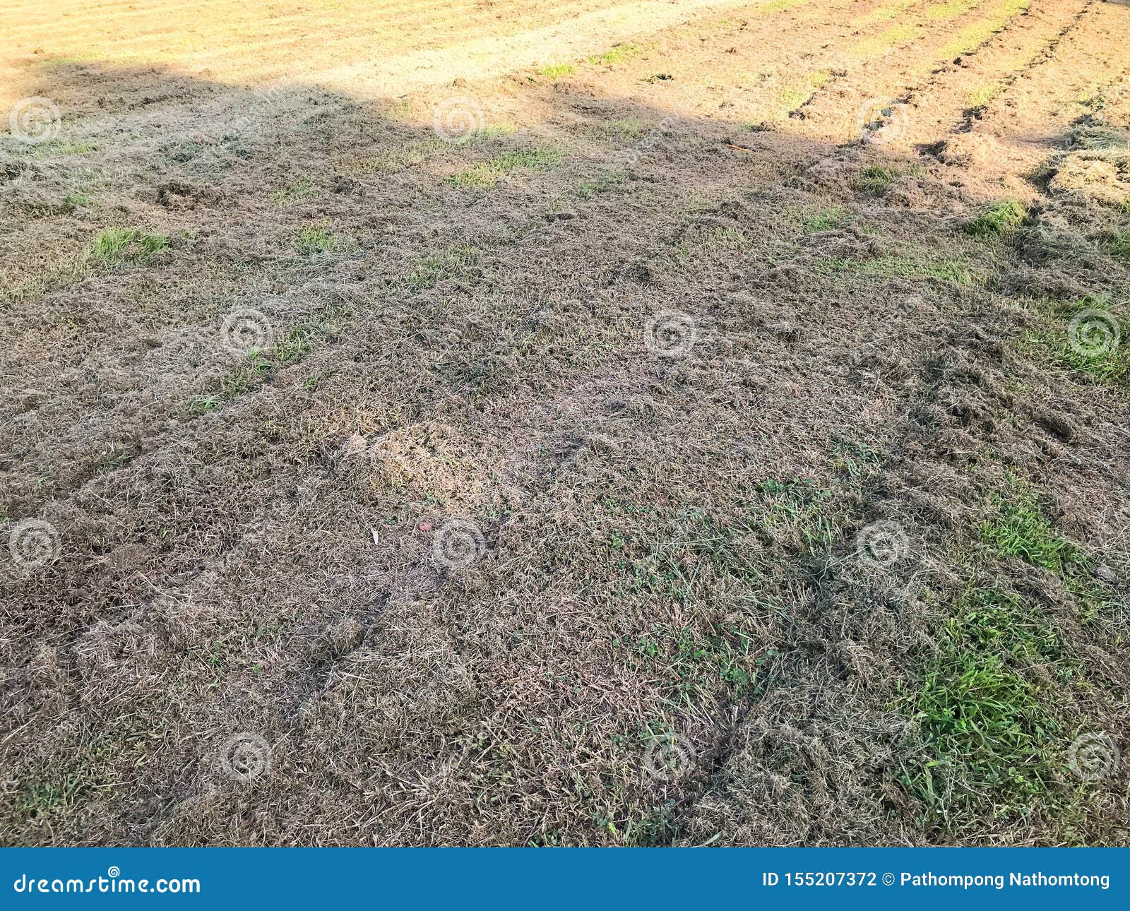 Grass after Cutting at Open Field Stock Photo Image of land, hayloft 155207372