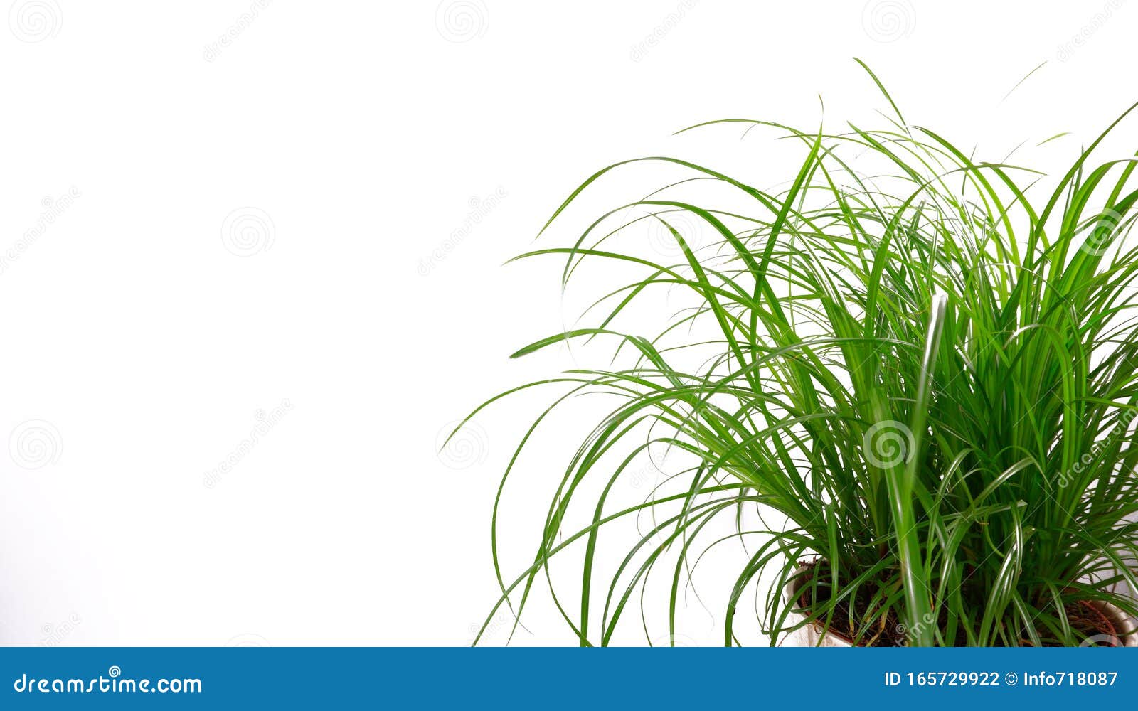 grass decoration at white background with copy space for your own text