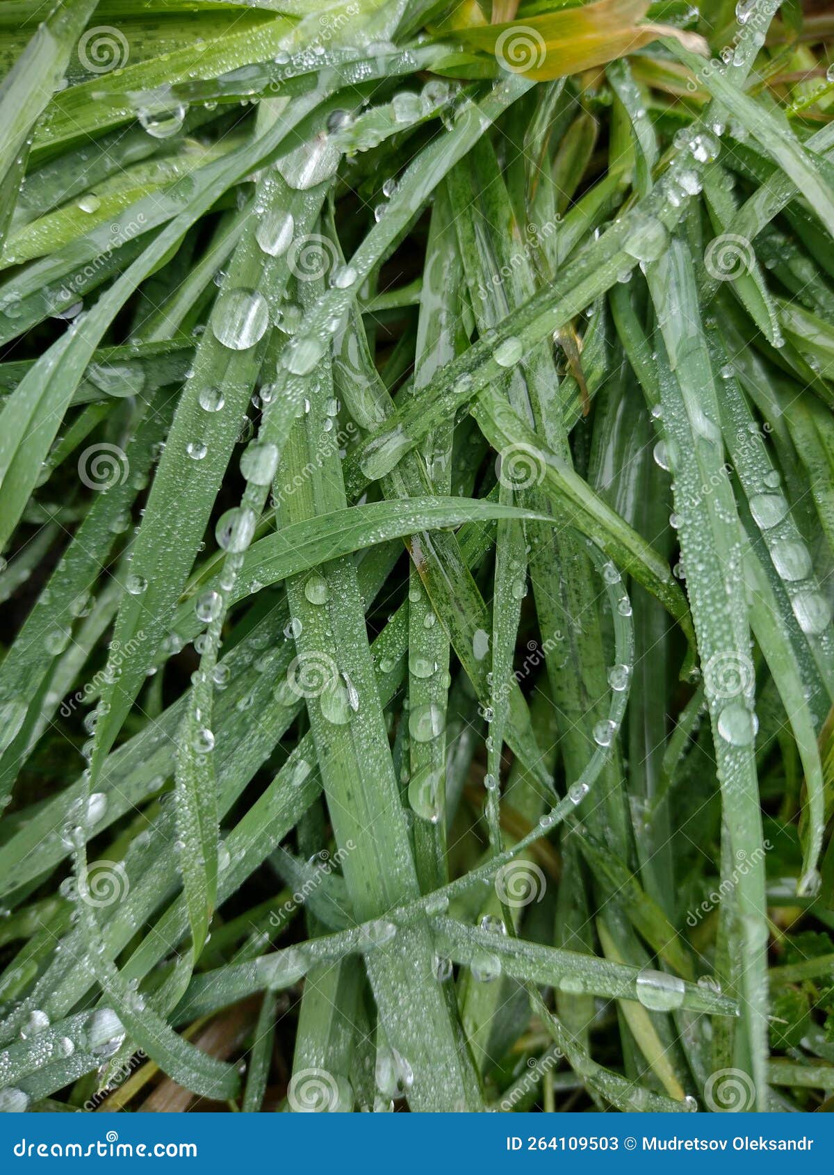Grass with Dew Drops in the Morning. Wet Grass Stock Image Image of