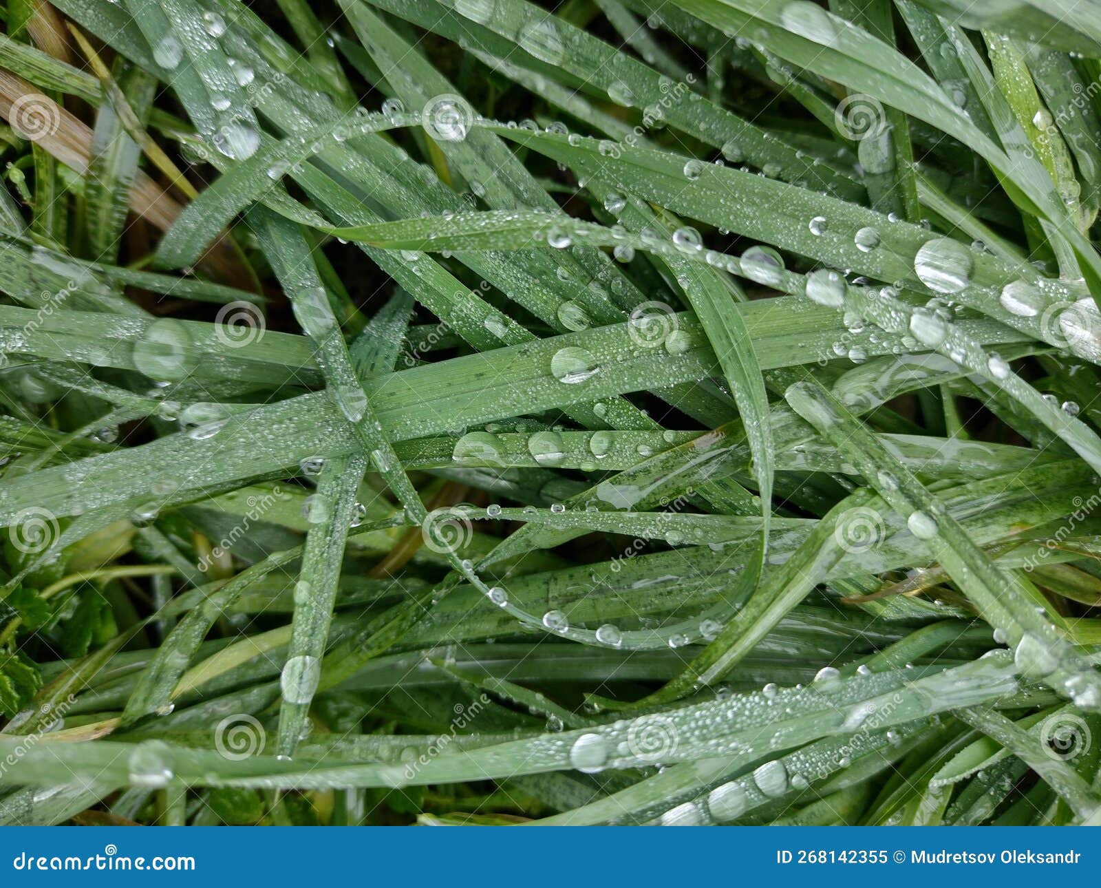 Grass with Dew Drops in the Morning. Wet Grass Stock Image Image of