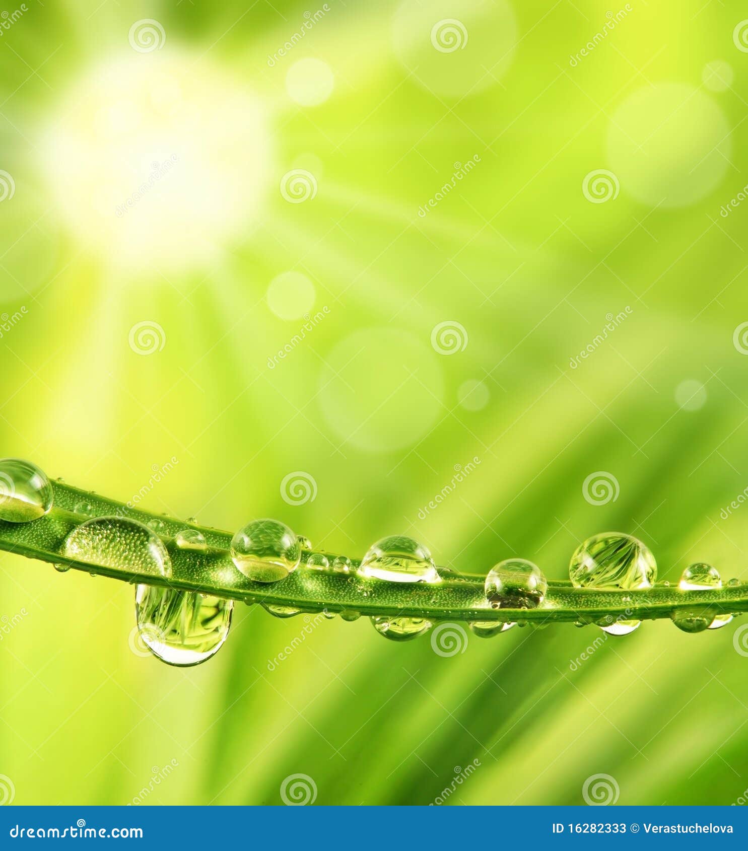 Grass with Dew Drops and Sun Stock Image - Image of mirror, grow ...